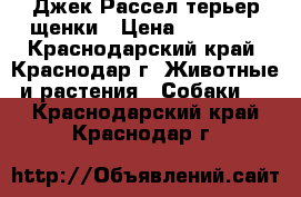 Джек Рассел терьер щенки › Цена ­ 15 000 - Краснодарский край, Краснодар г. Животные и растения » Собаки   . Краснодарский край,Краснодар г.